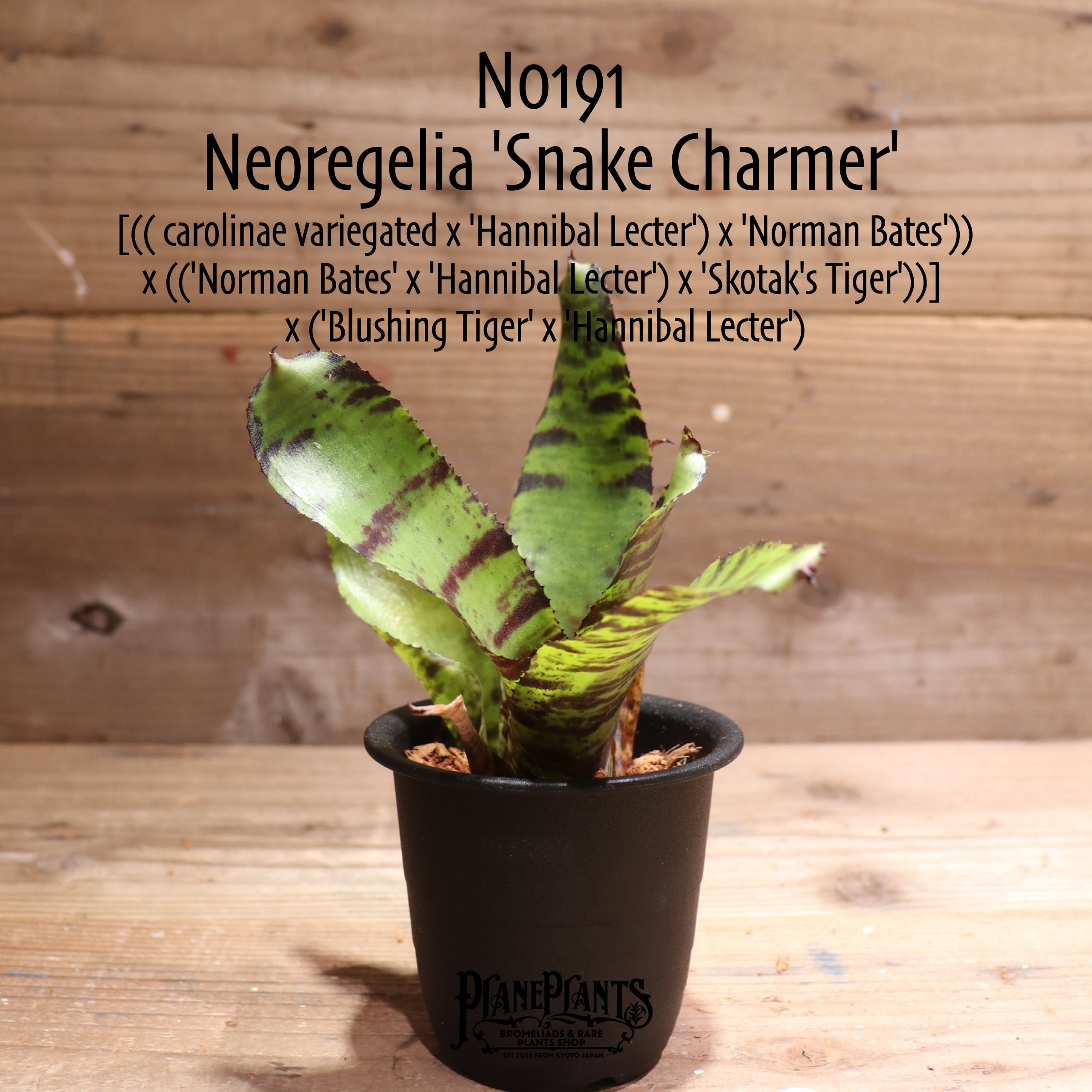 【送料無料】Neoregelia 'Snake Charmer'〔ネオレゲリア〕現品発送N0191 | plane plants powered by  BASE