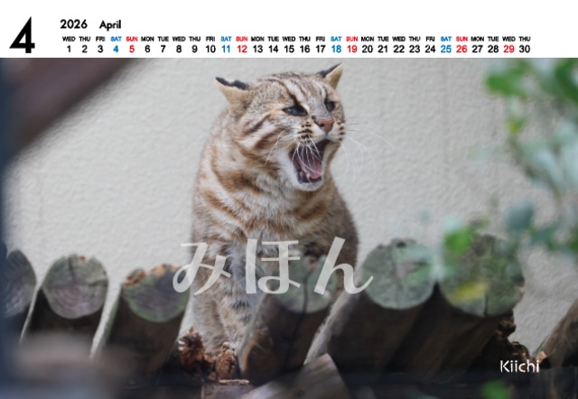 2026ツシマヤマネコ卓上カレンダー