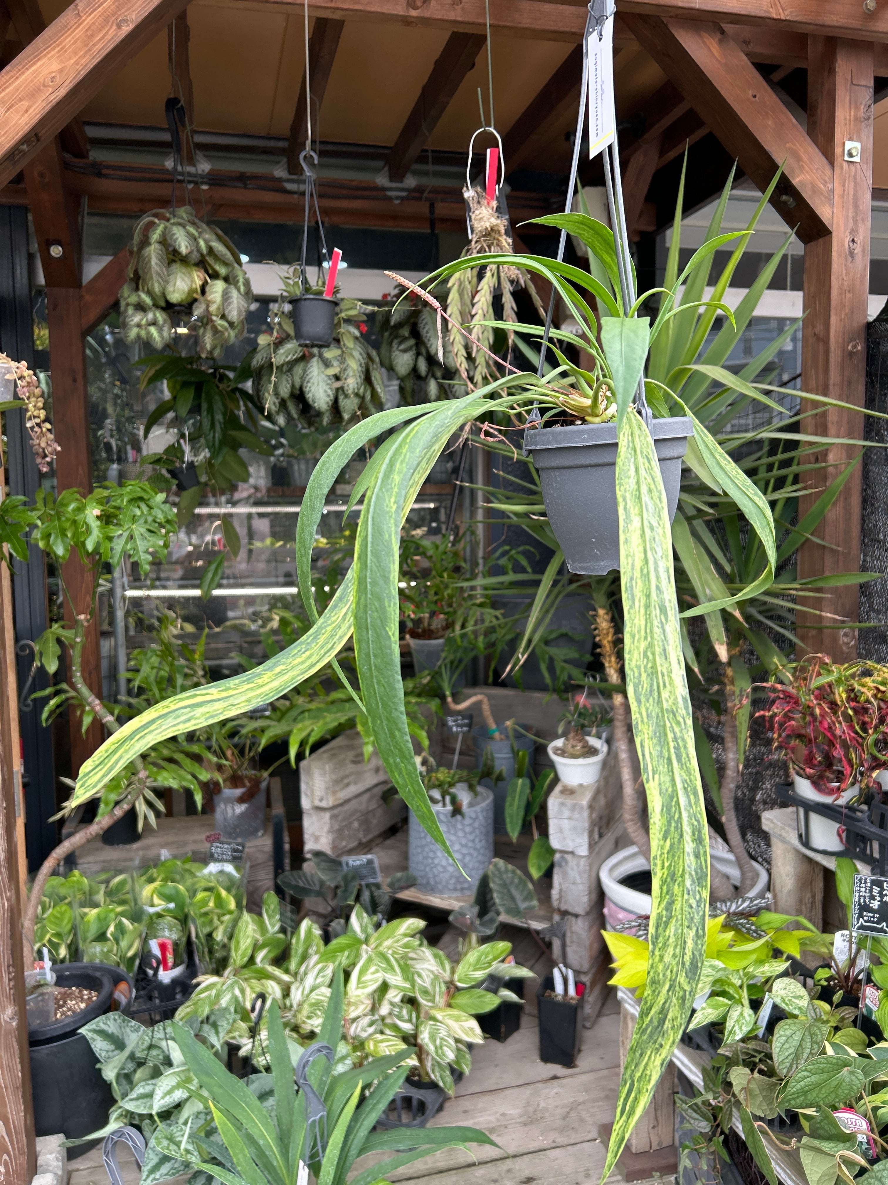 Bアンスリウム ビッタリフォリウム斑入り | MIDORIYA 観葉植物専門店