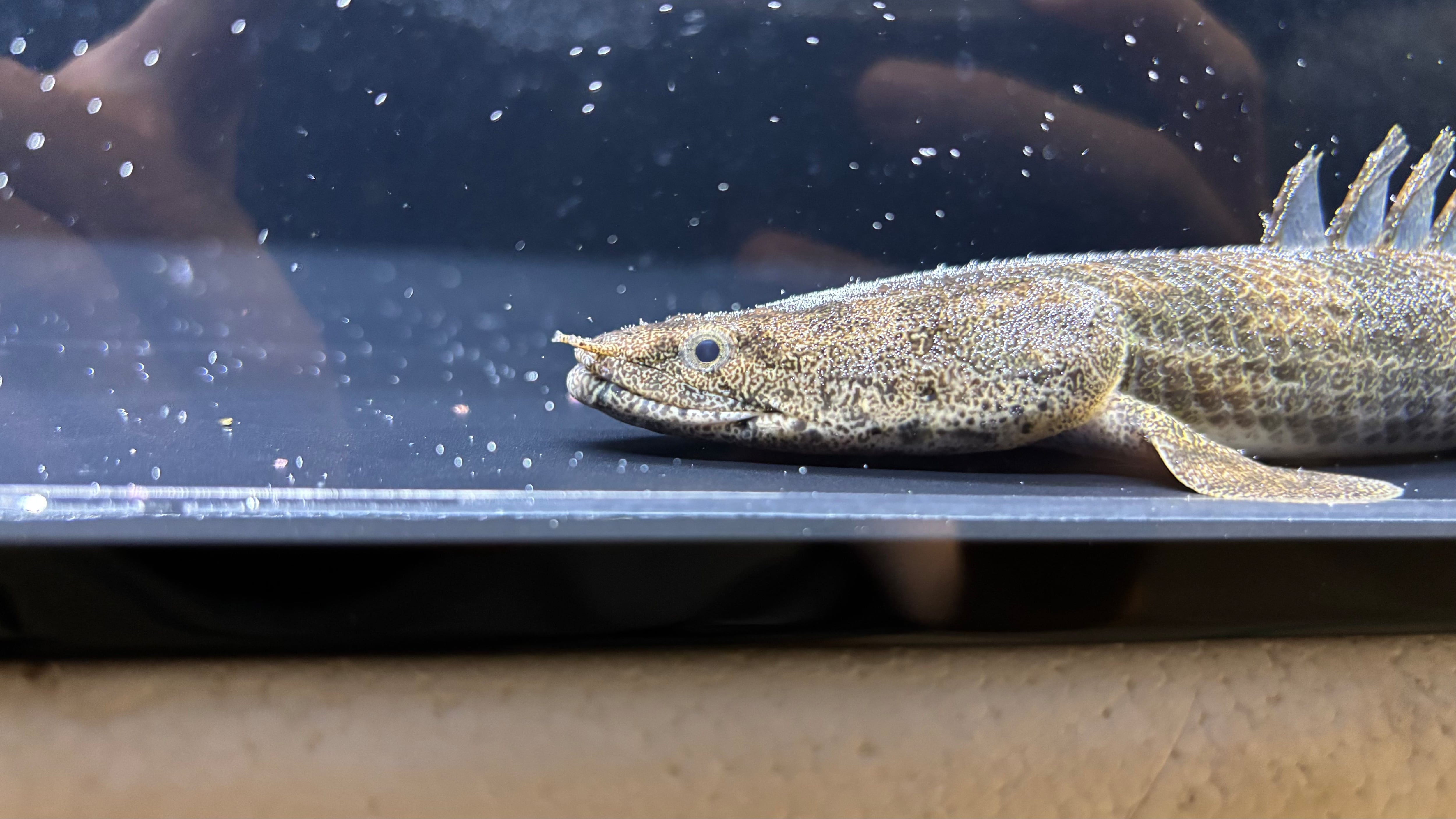 エンドリケリー | アフリカ熱帯魚専門店わいるどもん