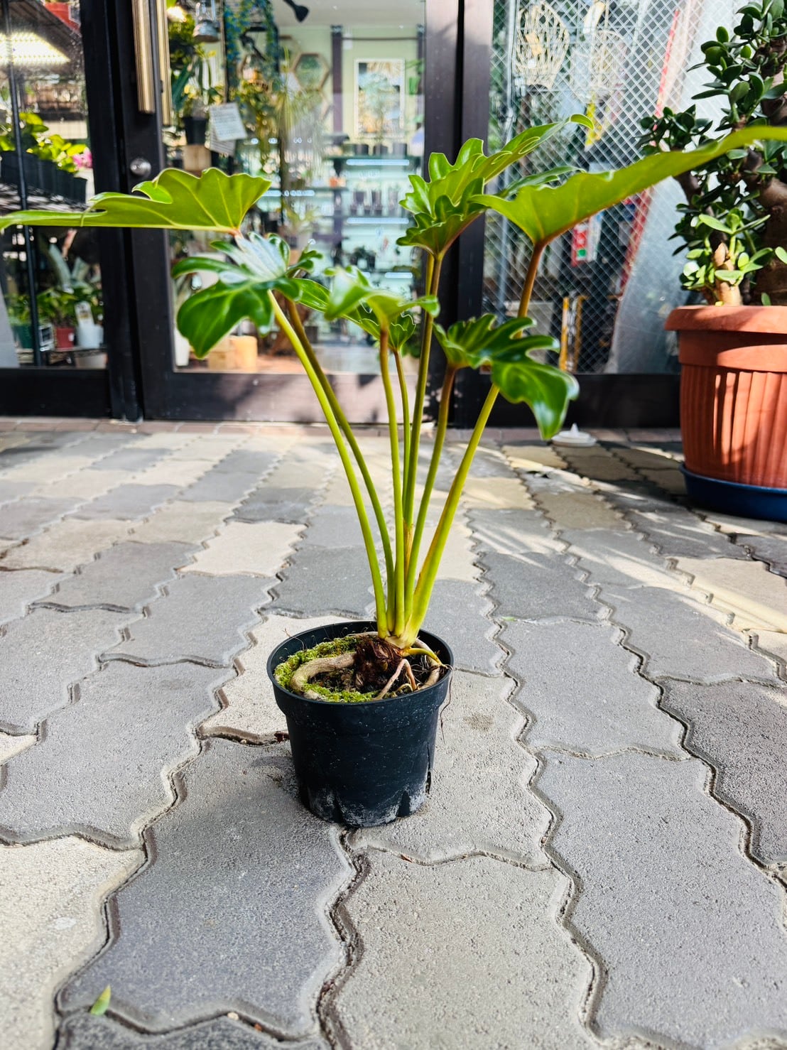 フィカス・リラータ イヴォンヌ 斑入り カシワバ 3.5号 希少 | 観葉