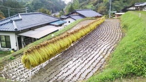 はざかけ米（天竜乙女） 精米5Kg