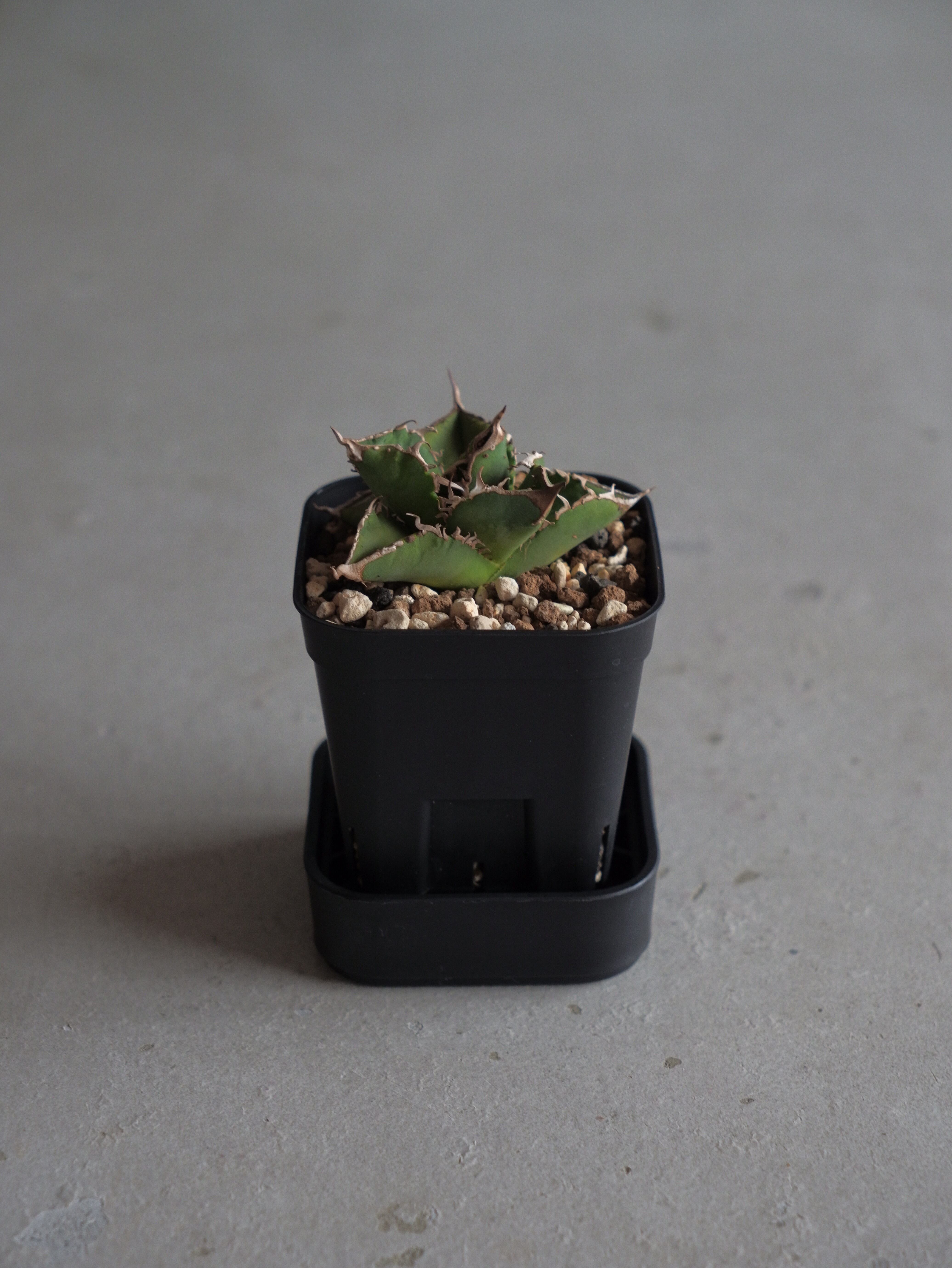 UKEZARA 'SQUARE STUDS' L | R3LABO