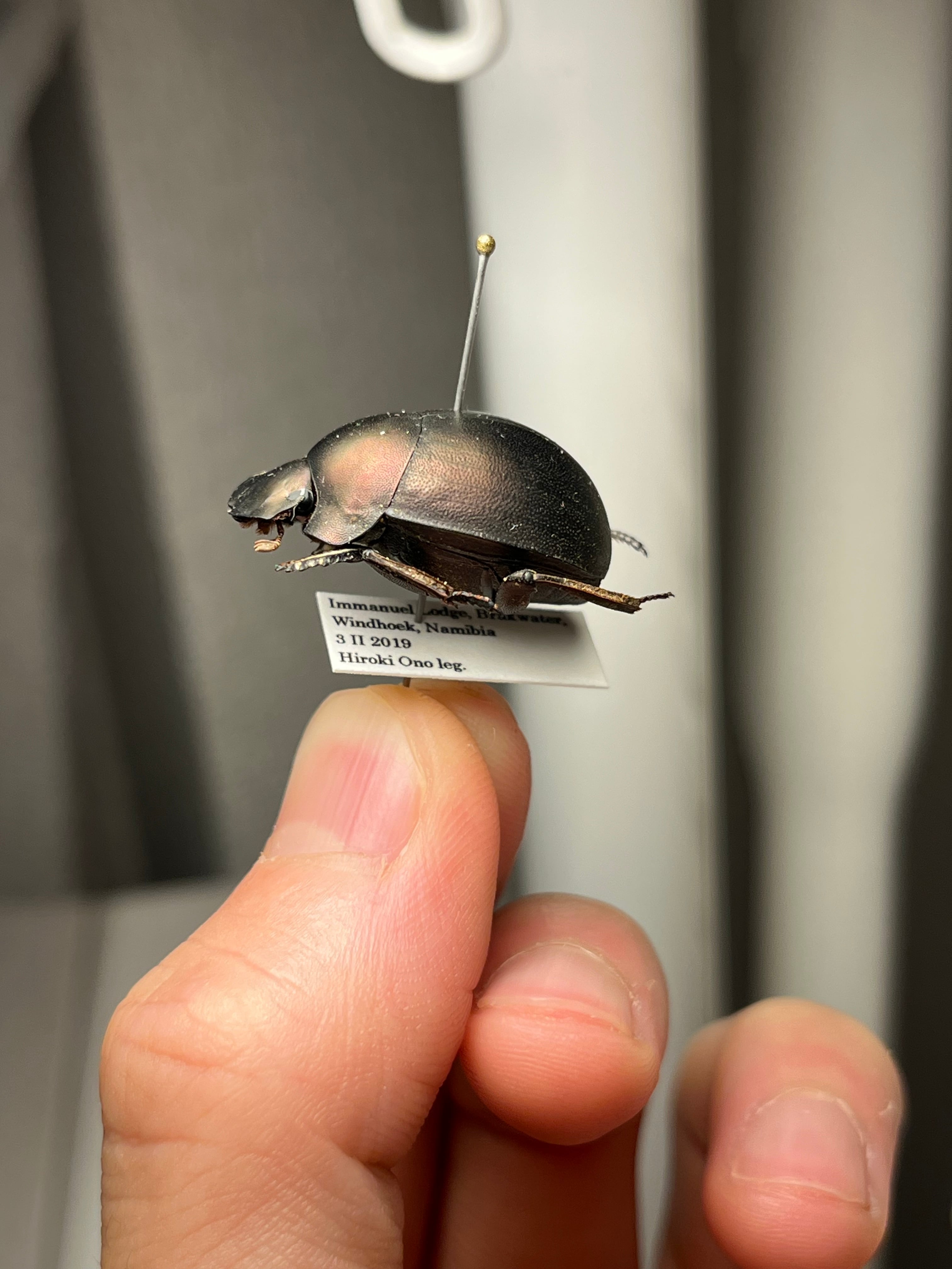 26mm】プラムタマオシコガネ Chalconotusフンコロガシ糞虫