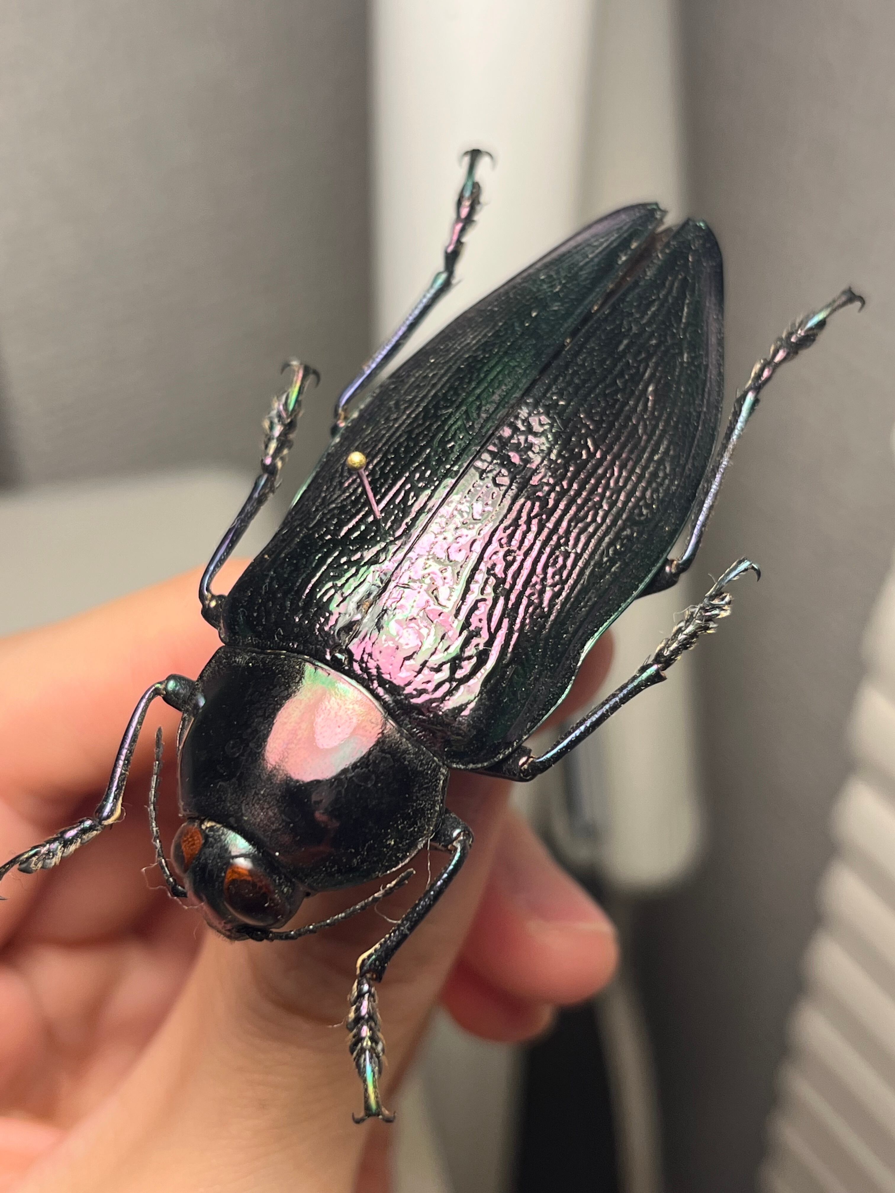 65mm】ナンベイオオタマムシ スハンダエ ストア プラチナコガネ