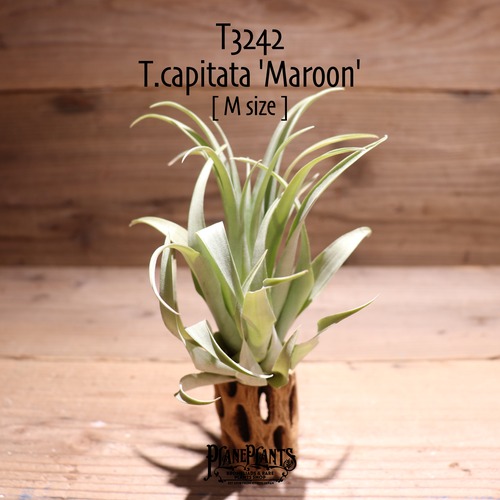 【送料無料】capitata 'Maroon'〔エアプランツ〕現品発送T3242