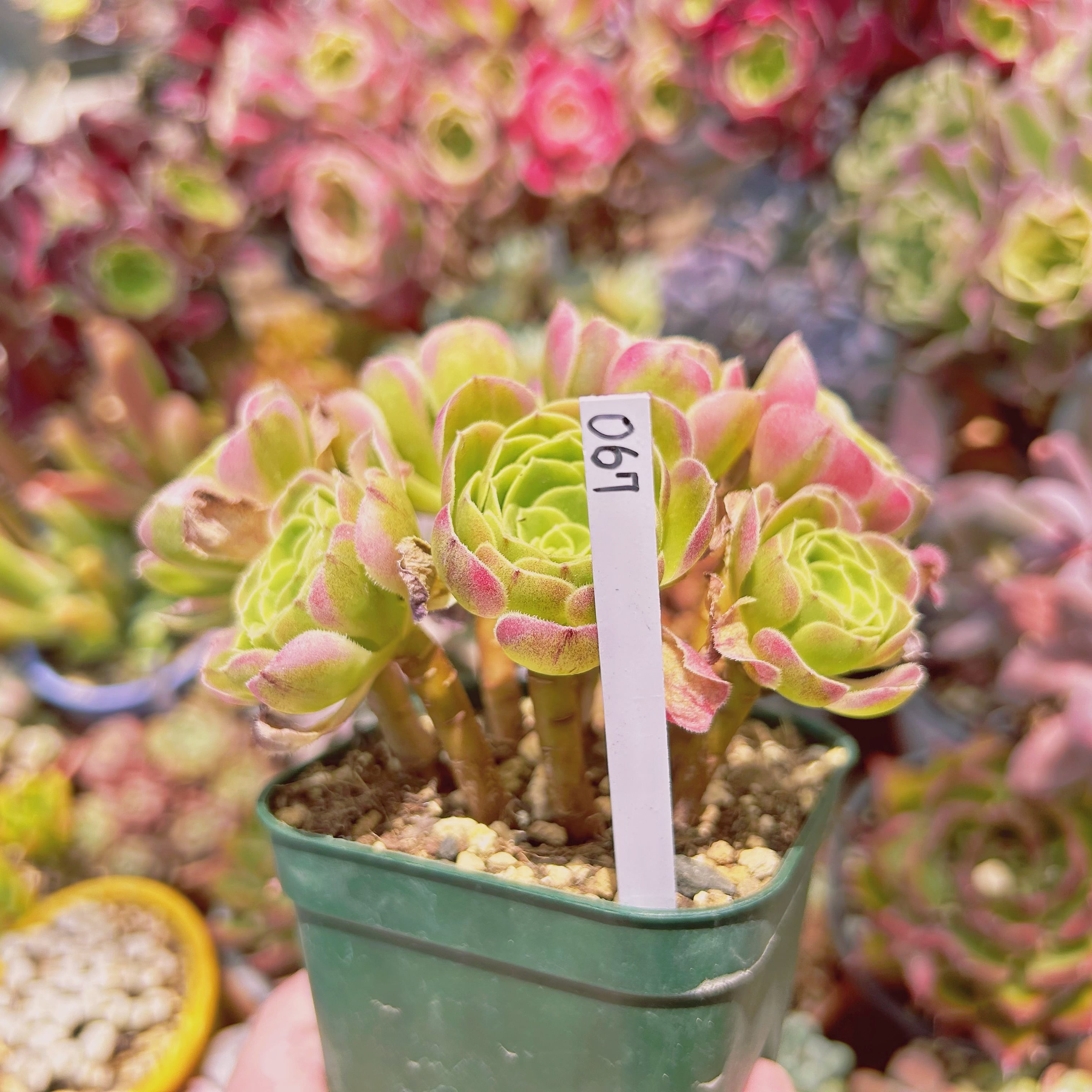 067現物 多肉植物 Aeonium ゴールドハロウィン 抜き苗 | るる農園~多肉