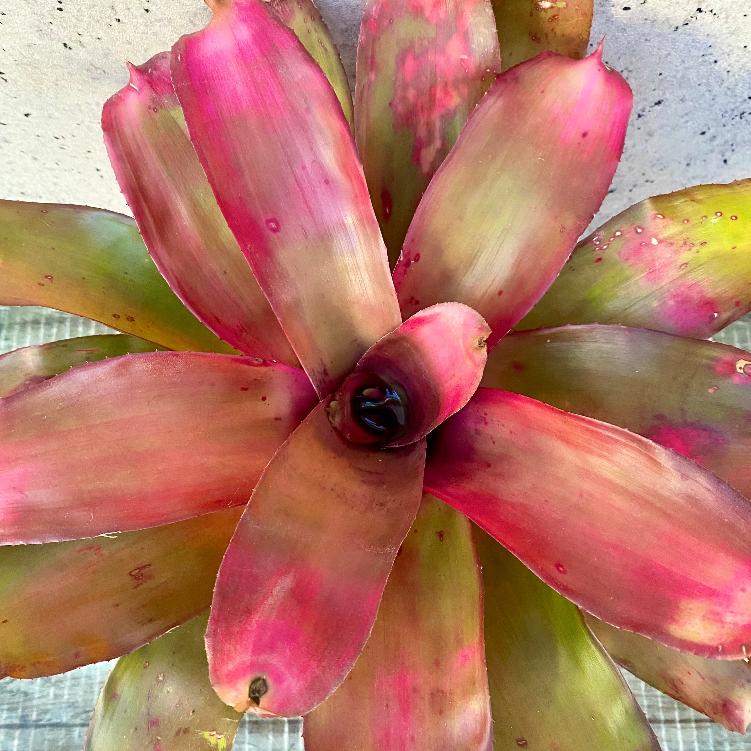 タンクブロメリア | Planet Plants プラネットプランツ