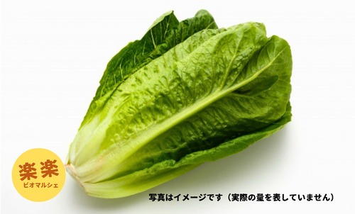ロメインレタス