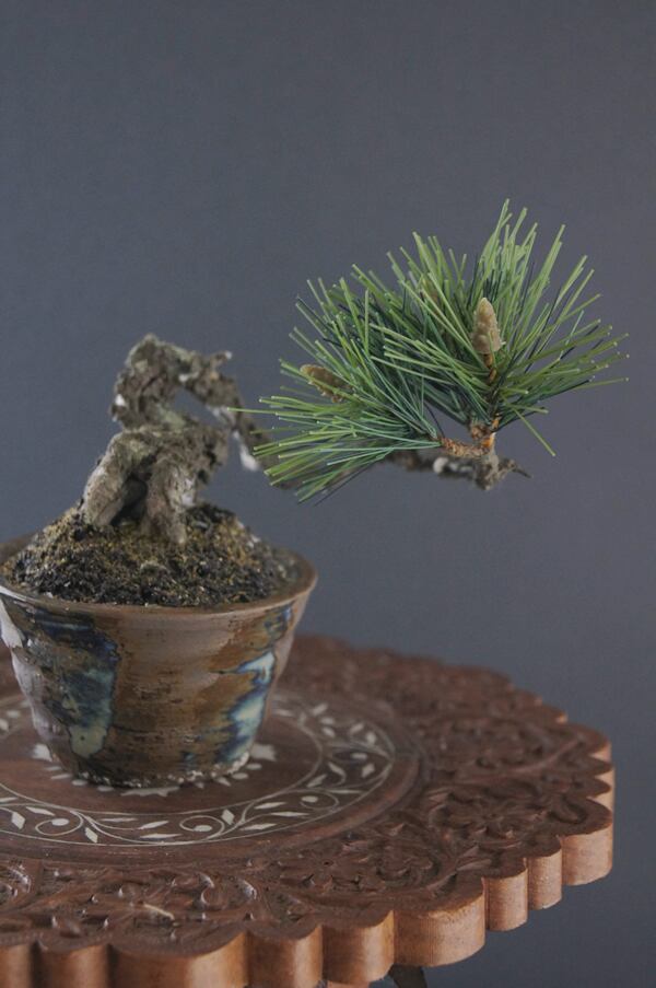 盆栽 松 Pinetree Bonsai #76 | Oh! BONSAI