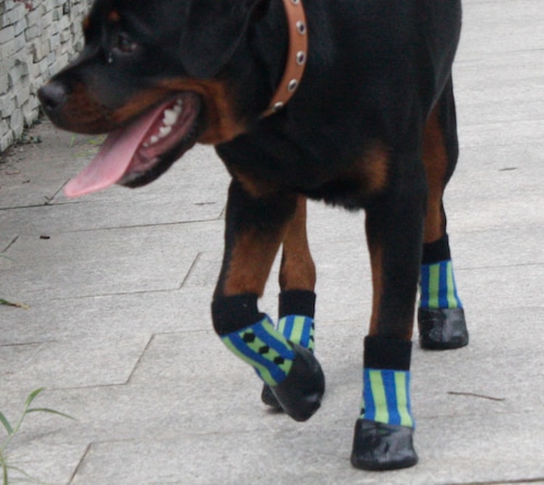 犬用 シューズ 防水型 ストライプ柄 犬 靴 お散歩 室内 フローリング ワンちゃん用クツ 犬靴 4つ1セット 履かせやすい  脱げない かわいい カッコいい 