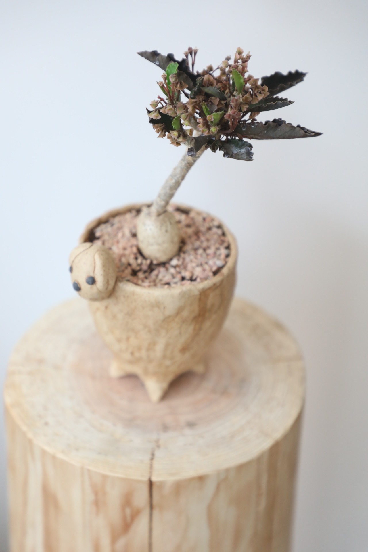 【希少】アンボボンベンシス/Euphorbia　※手作り陶器鉢付き