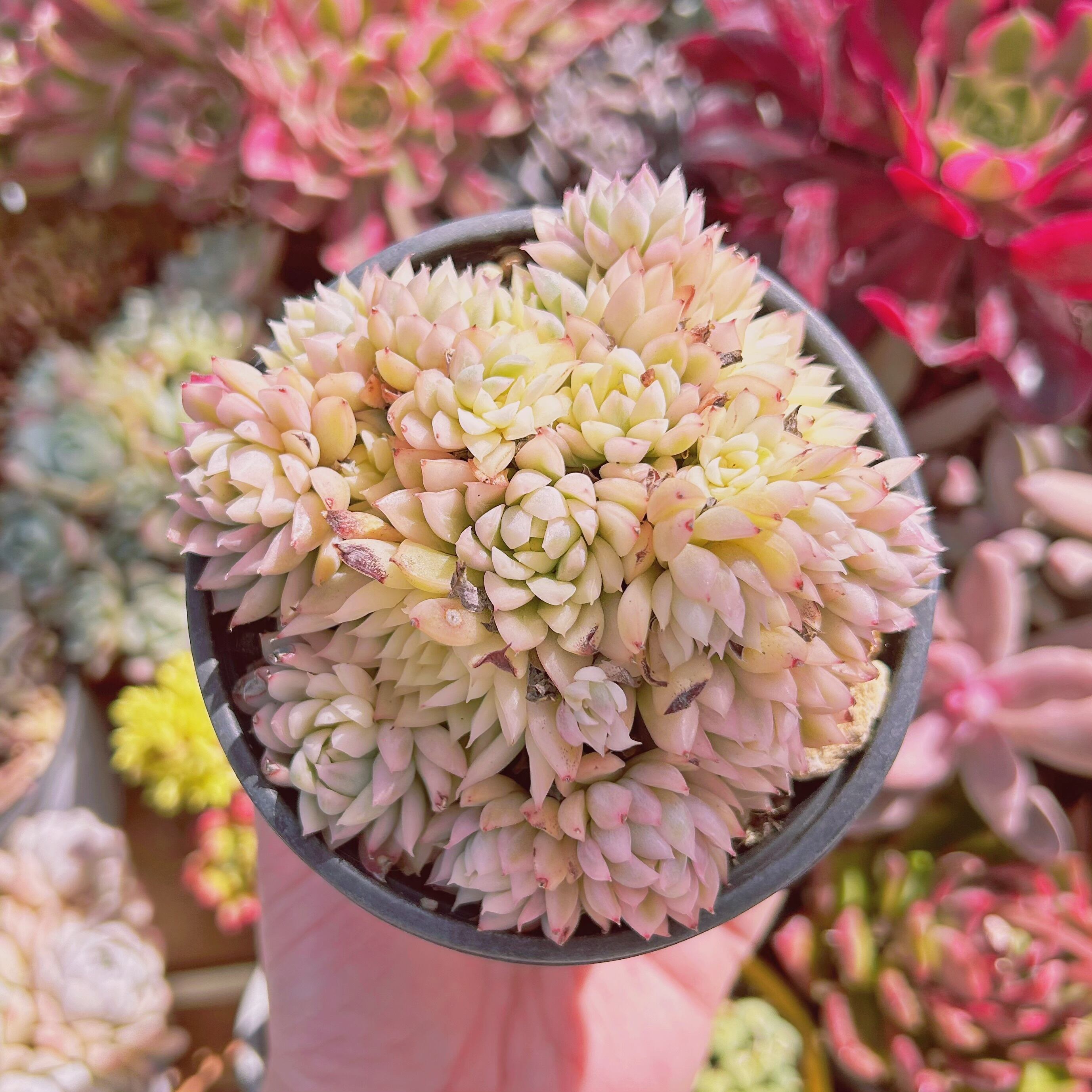 #799現物　多肉植物　Echeveria  女雛錦　特大　抜き苗