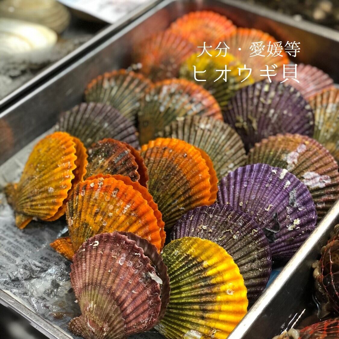 ヒオウギガイ 10枚(1枚50-100g前後)桧扇貝 緋扇貝 虹色貝 愛媛/大分/愛知 等【ヒオウギ貝x10枚】冷蔵 豊洲直送