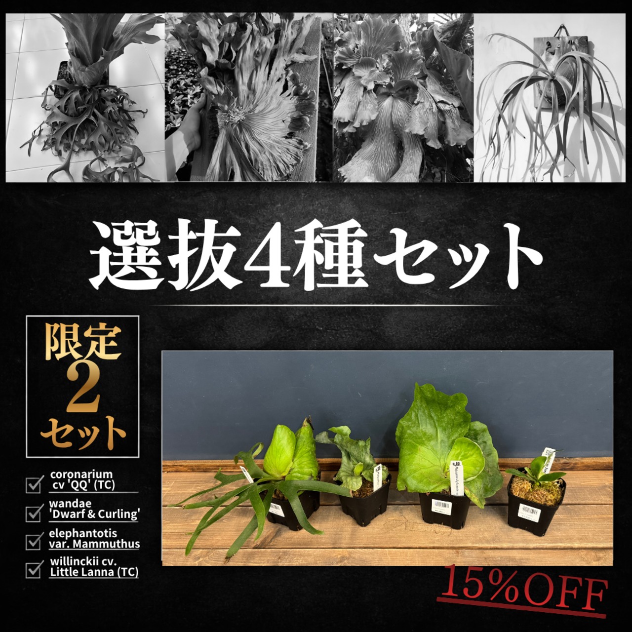 【UJビカクフェア】【抽選販売】ビカクシダ 選抜4種セット（限定2）｜送料無料 15％OFF