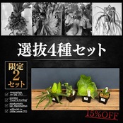 【UJビカクフェア】【抽選販売】ビカクシダ 選抜4種セット（限定2）｜送料無料 15％OFF
