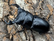 《マレーアンタエウス ゲンティンハイランド産 61mm ペア》