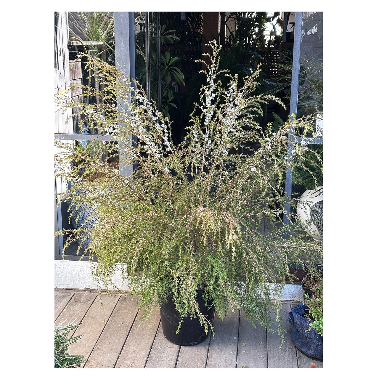 Leptospermum polygalifolium 'Cardwell' | Seeding