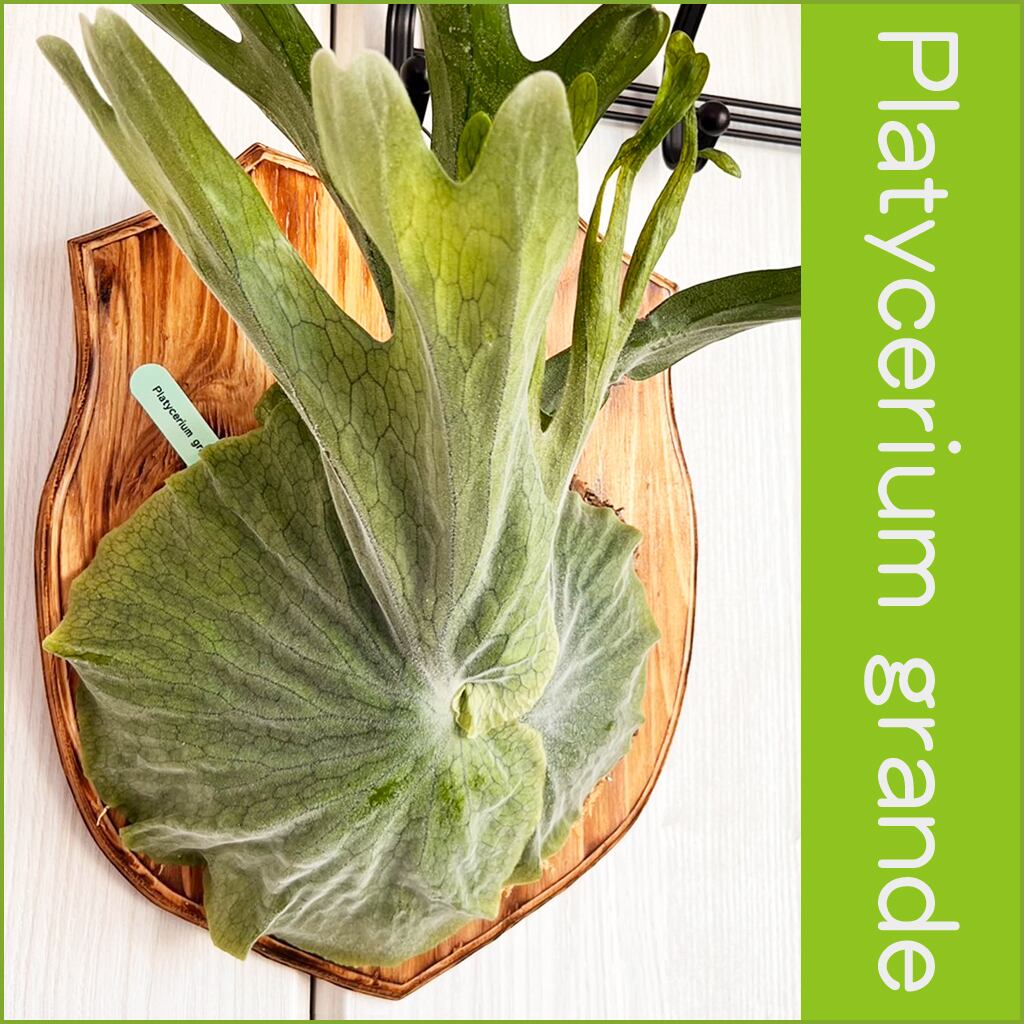 ビカクシダ グランデ 板付 【観葉植物 壁掛け コウモリラン