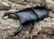 【WD】《ミンダナオパリーオオクワ 65mm ペア》