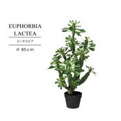 ユーフォルビアラクテア85㎝［人工観葉植物・フェイクグリーンT］