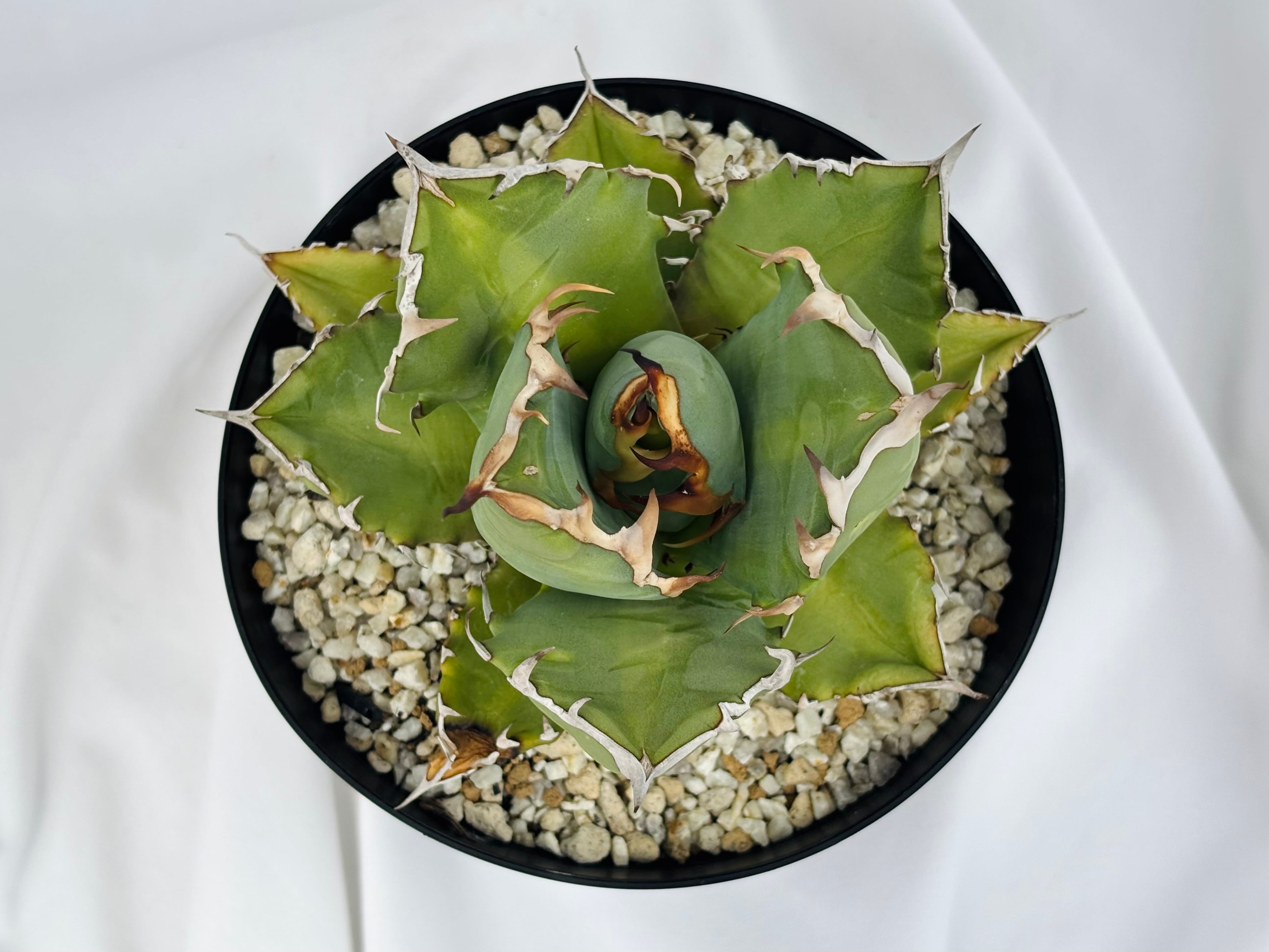 Agave titanota アガベ チタノタ 姫厳竜 多肉植物 | plants MARU
