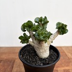 Adenium arabicum "Curly"【アデニウム・アラビカム・獅子葉】