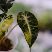 アロカシア バンビーノ イエロー / Alocasia bambino variegated 'Yellow'③ / 観葉植物