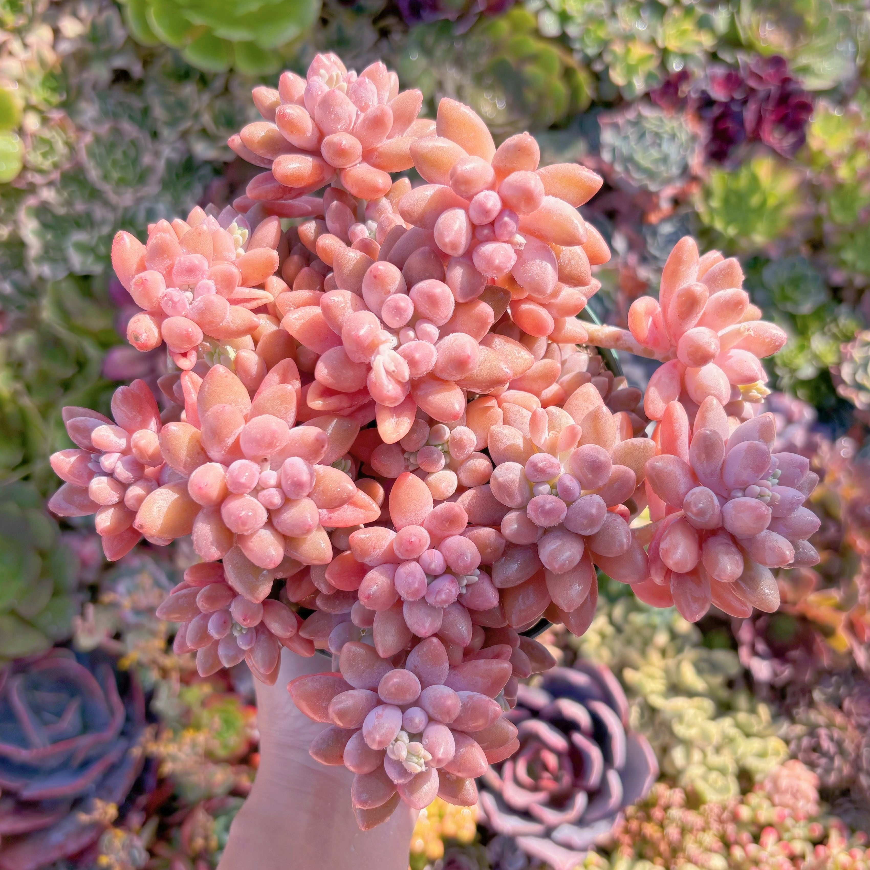 現品　桃美人#M169　特大群生　在庫僅少　新入荷　るる農園