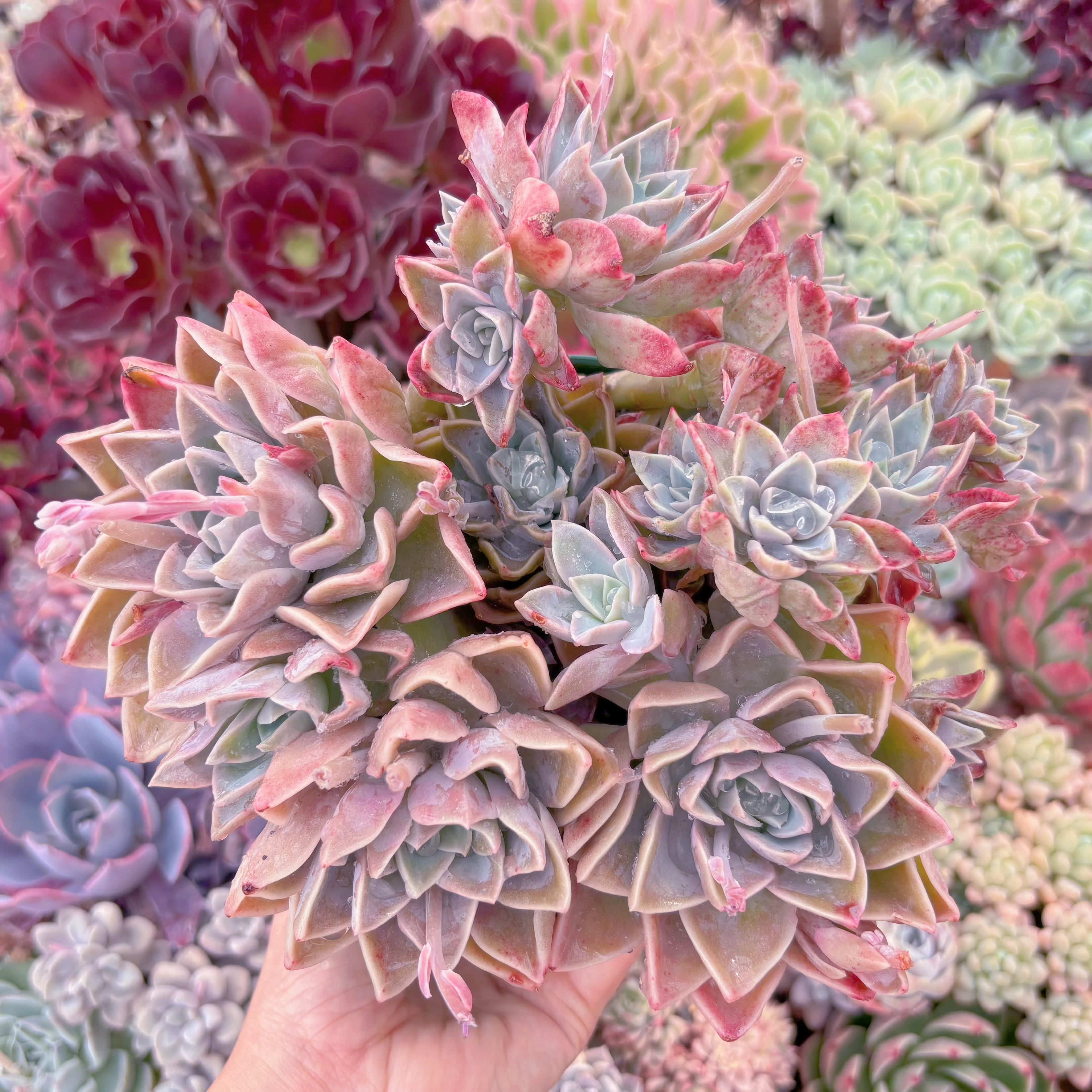 現品　ラブリーローズx白牡丹#628　特大　るる農園