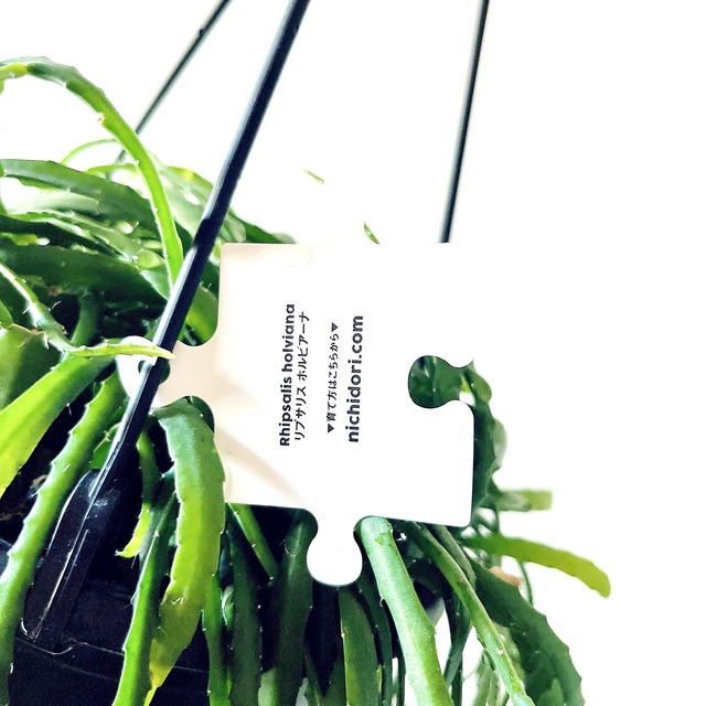 一点限定 リプサリス ホルビアーナ 希少 calm cafe