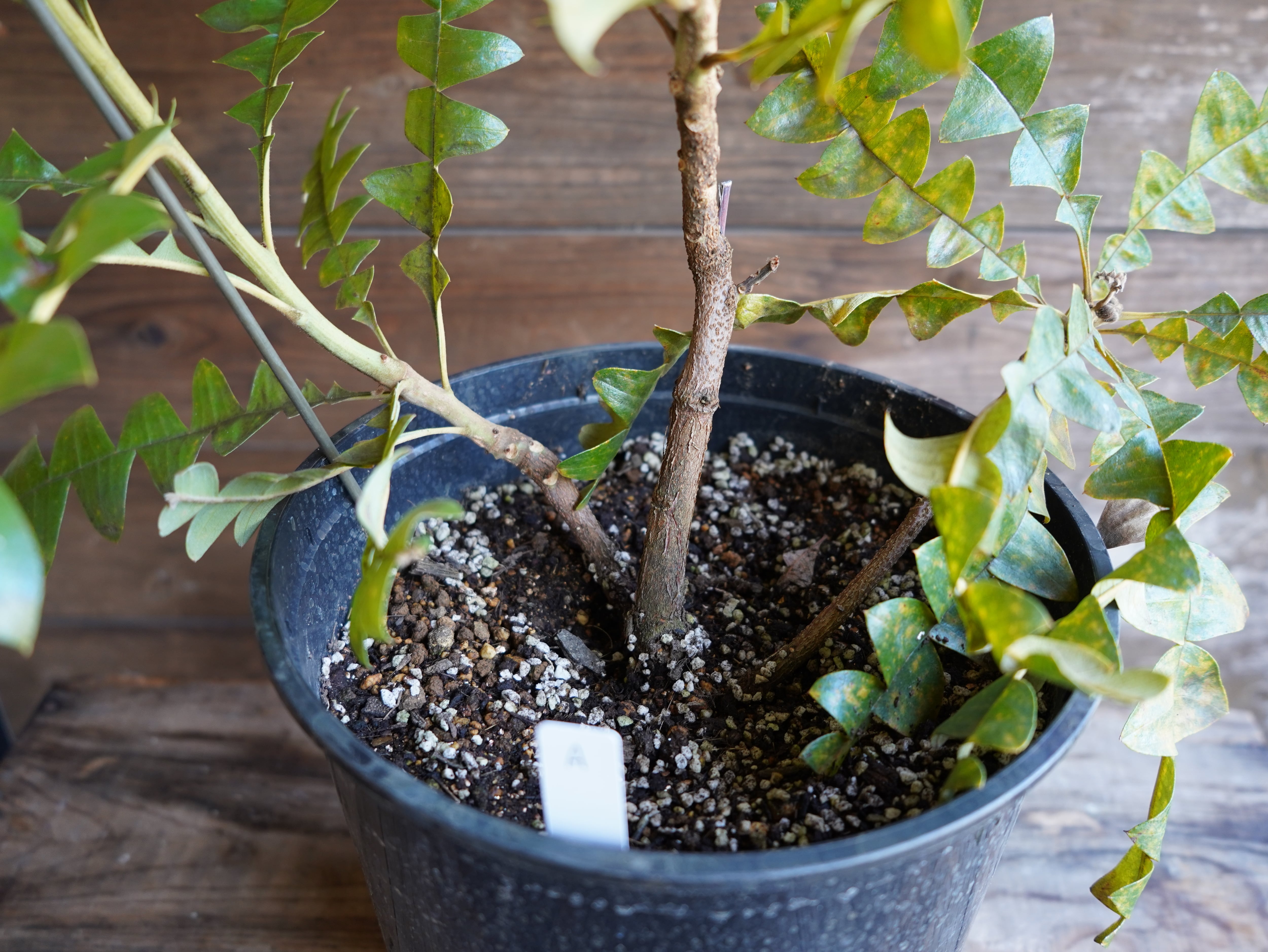 【現物】バンクシア　”グランディス”　８号　A