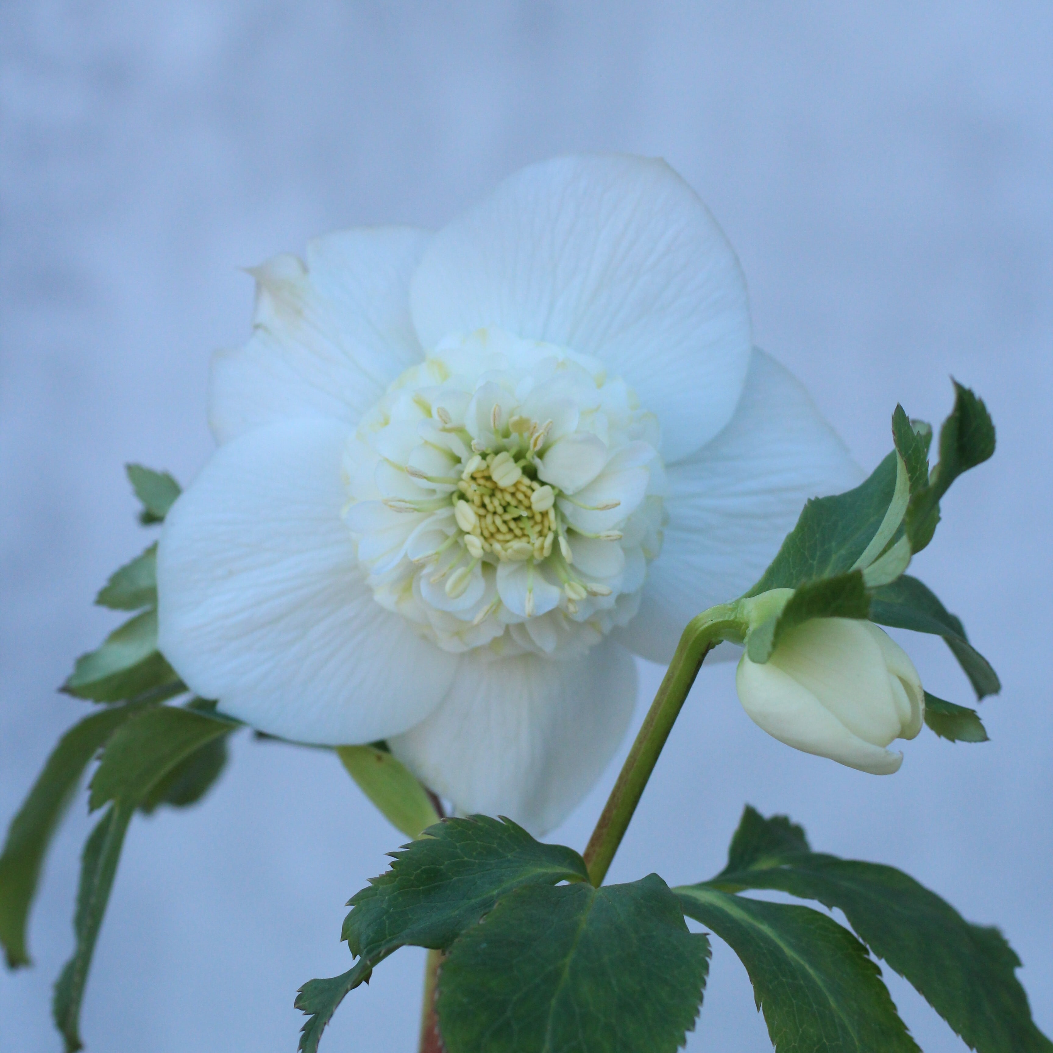 WS26-108 クリスマスローズ ウィンターシンフォニー レ・フレール