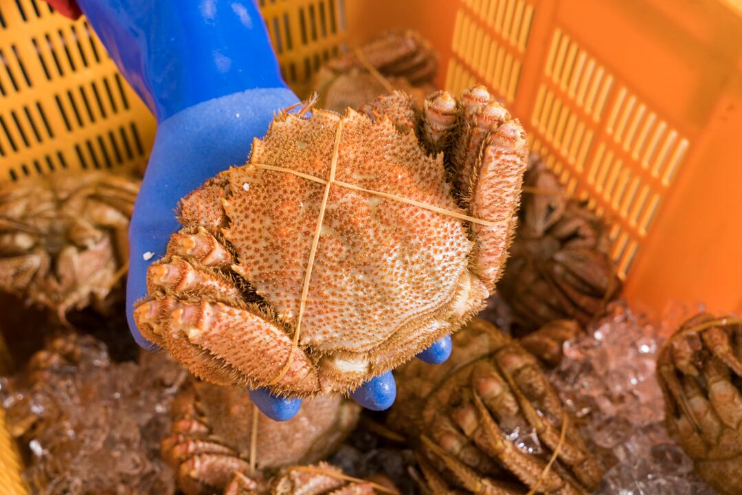 山口水産　匠の極上仕上げ　１尾８００グラム前後　【ボイル・冷凍・個数色々選択できます】