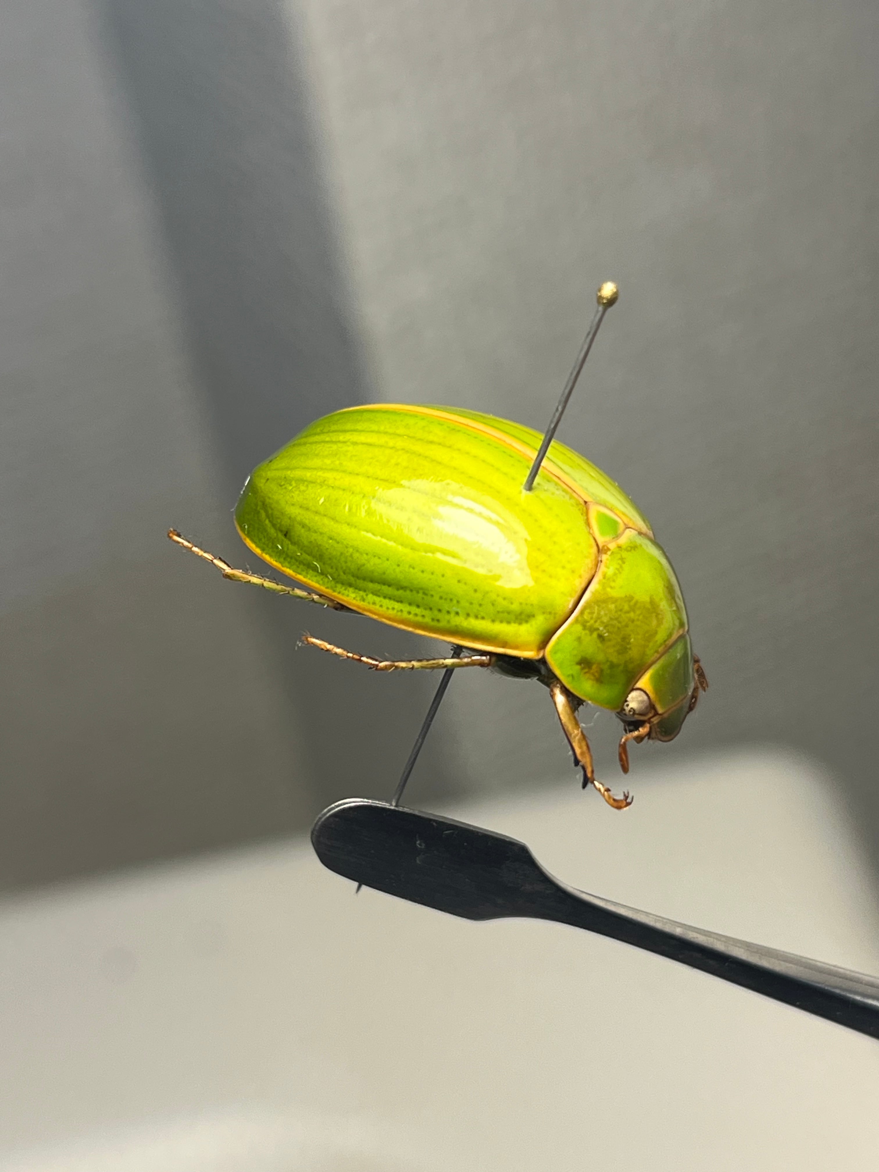 鶯黄金希少種】枝豆感のあるパマセアタケコガネ ？ 標本 ウグイス