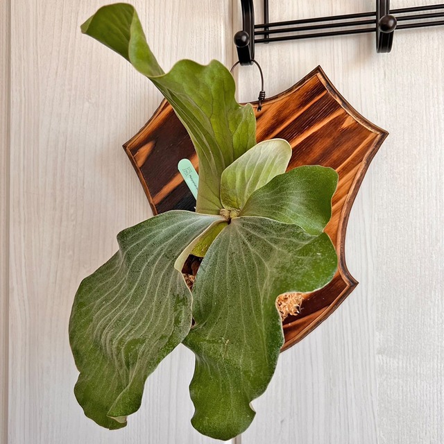 ビカクシダ エレファントティス 中株 板付 【観葉植物 壁掛け コウモリラン】
