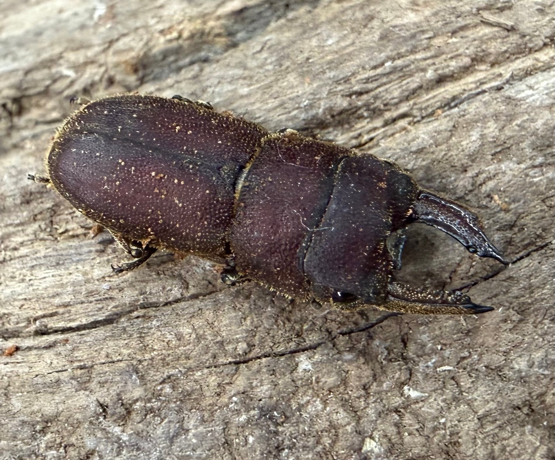 その他クワガタの仲間 | KPW公式オンラインショップ