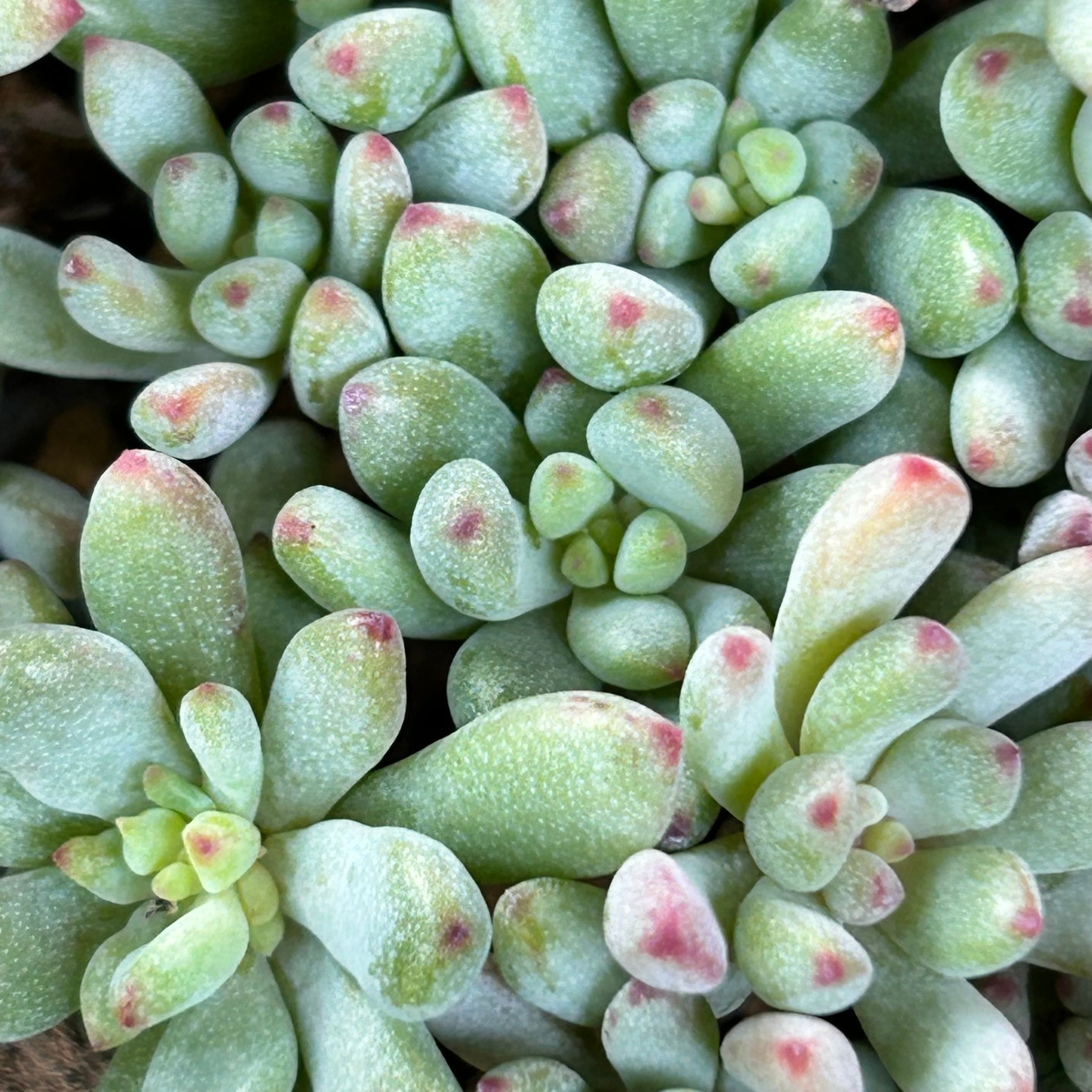 コミックトム | RuPo 多肉植物専門店