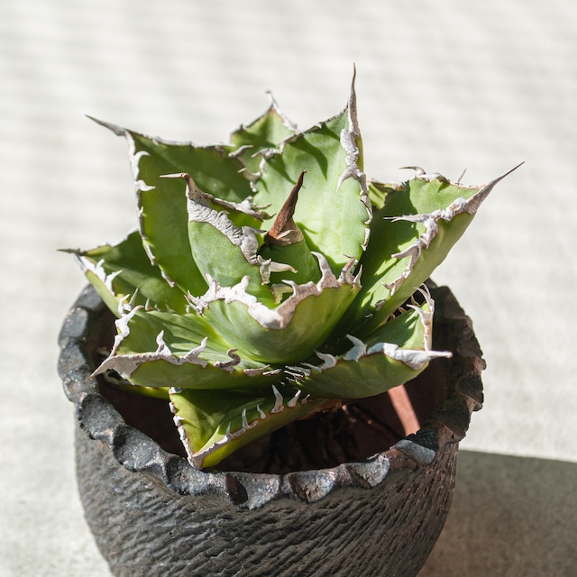 【初売り!!】アガベ チタノタ 夕映巌竜