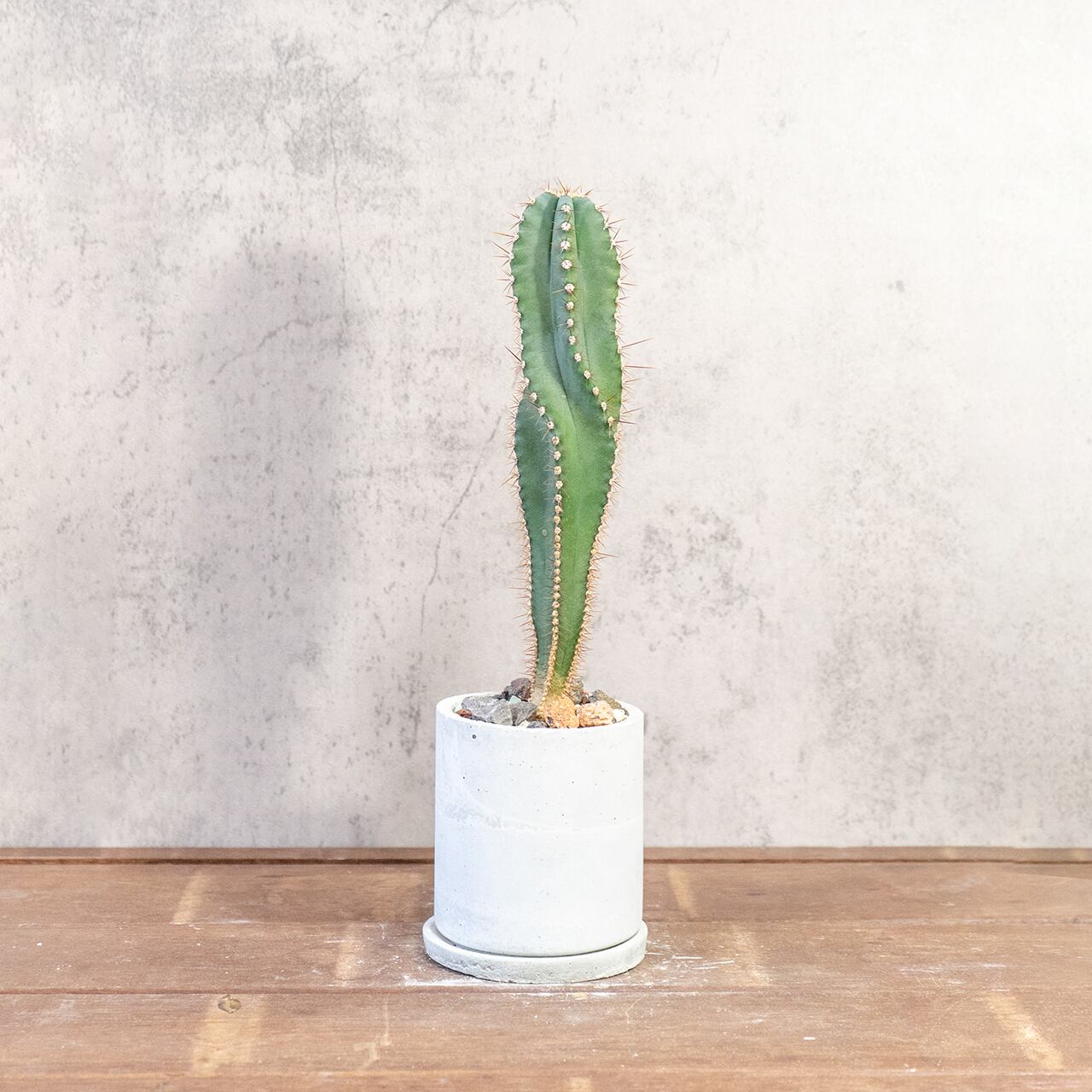 セレウス・スピラリス｜スパイラルフォルムが魅力の一点物サボテン【手づくりモルタル鉢】