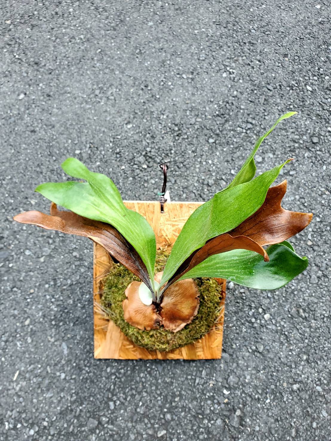 P.Hillii Mr. Jok 【artPLANTs】ビカクシダ/Platycerium | artPLANTs