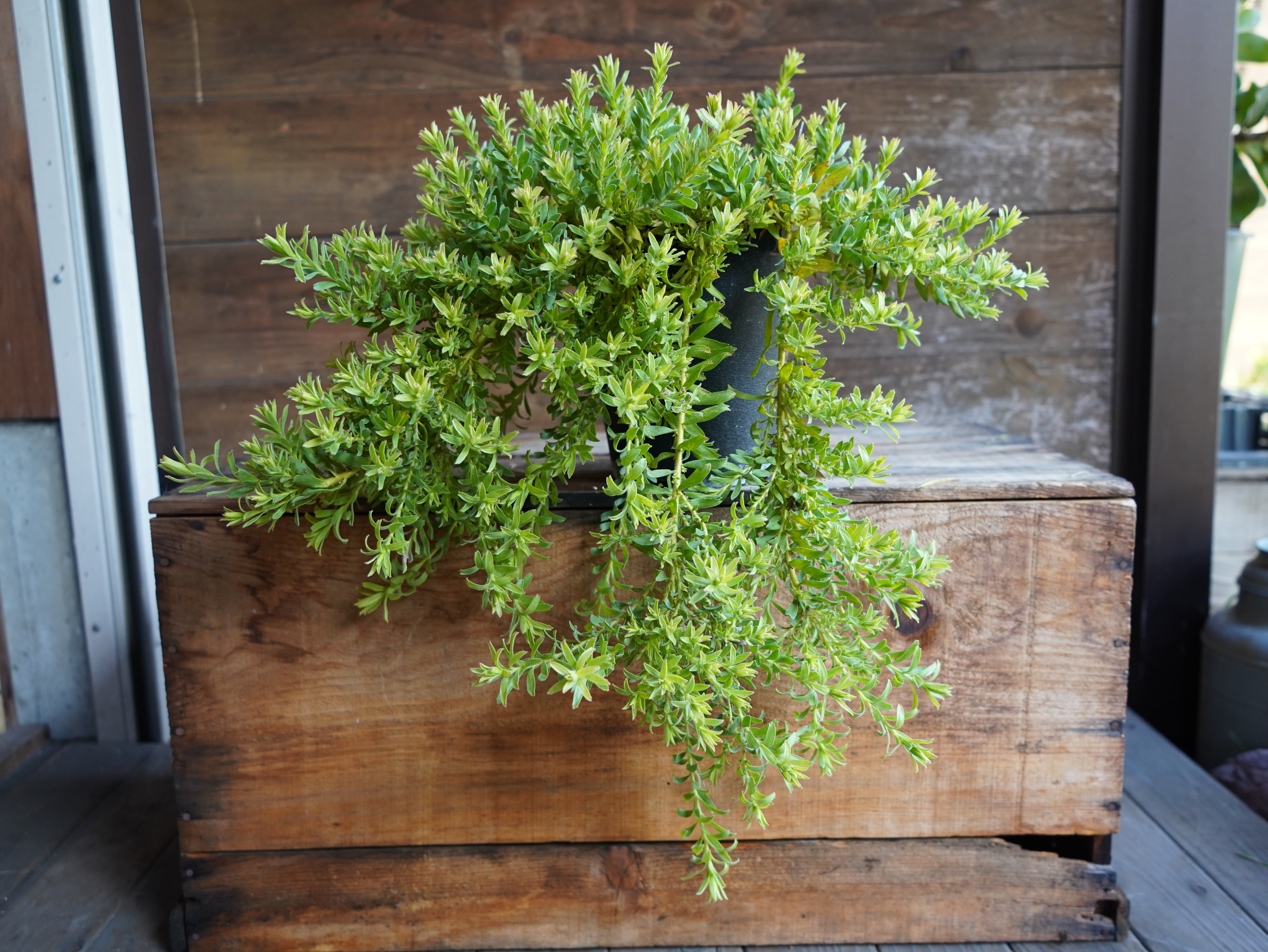 【現物】リューコスペルマム　”ハルバルー”　A