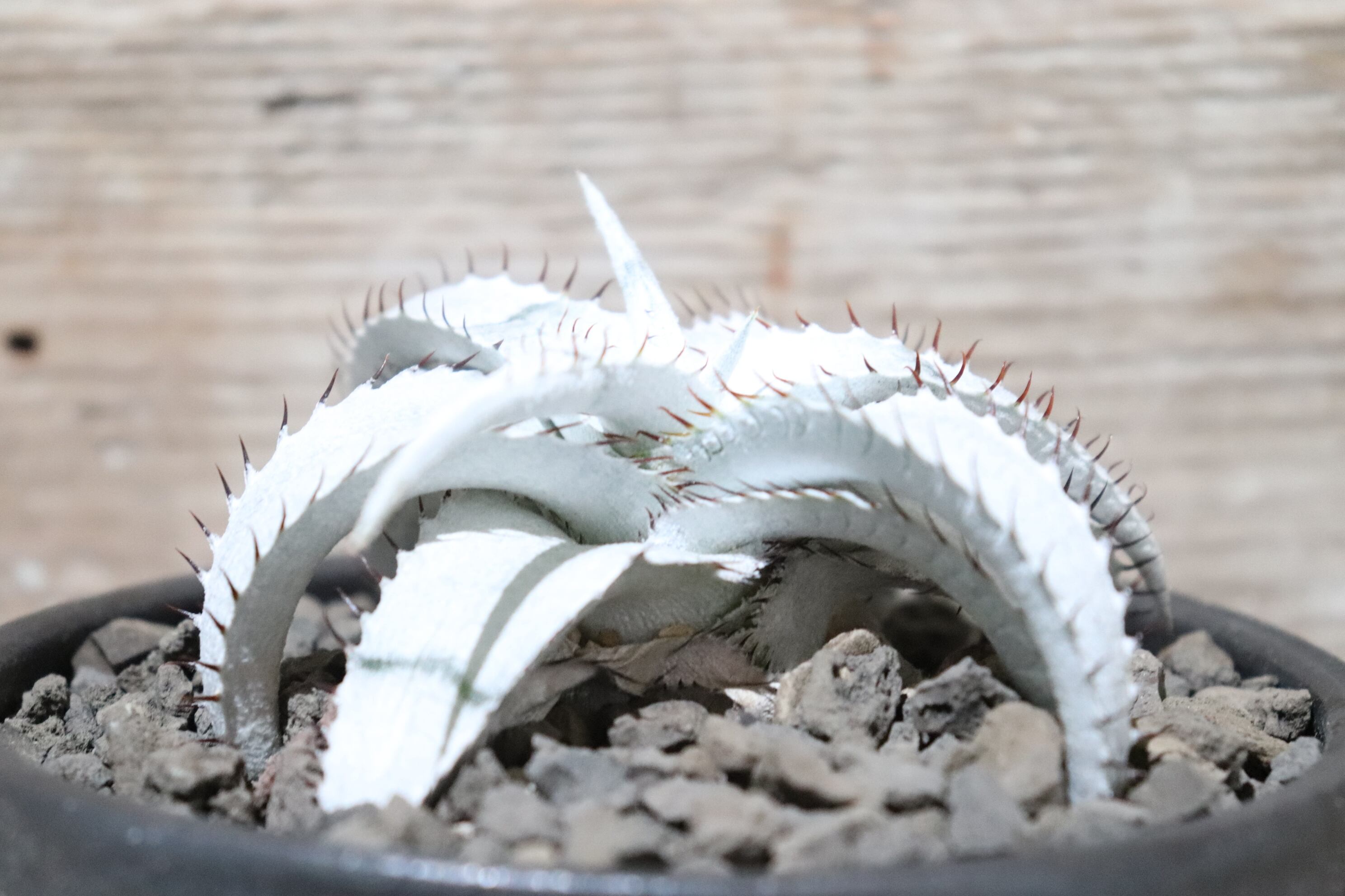 送料無料】braunii〔ディッキア〕D0000 | plane plants