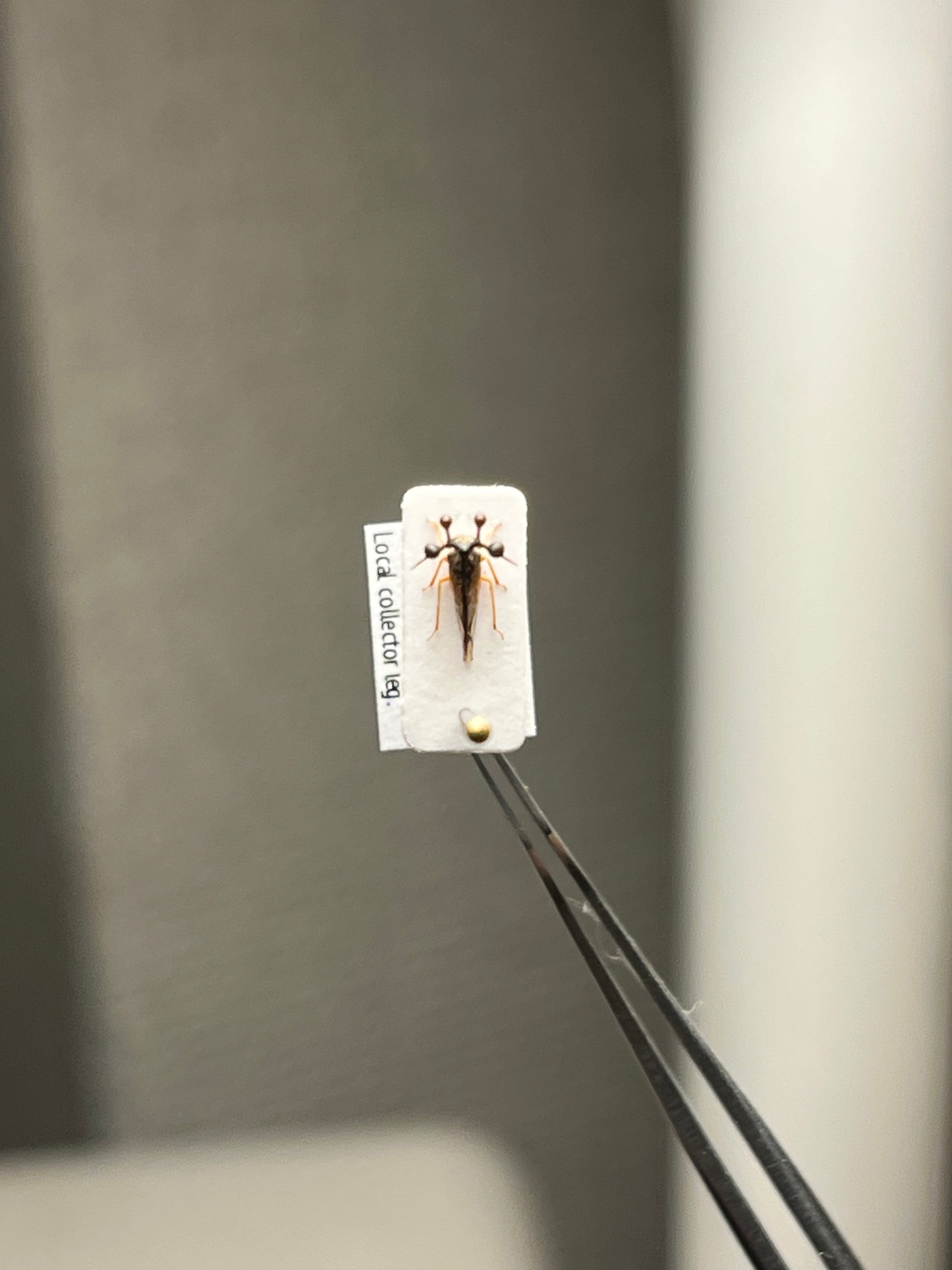 学名珍々】ヨツコブツノゼミ 標本ボッキディウム・チンチンナブリ