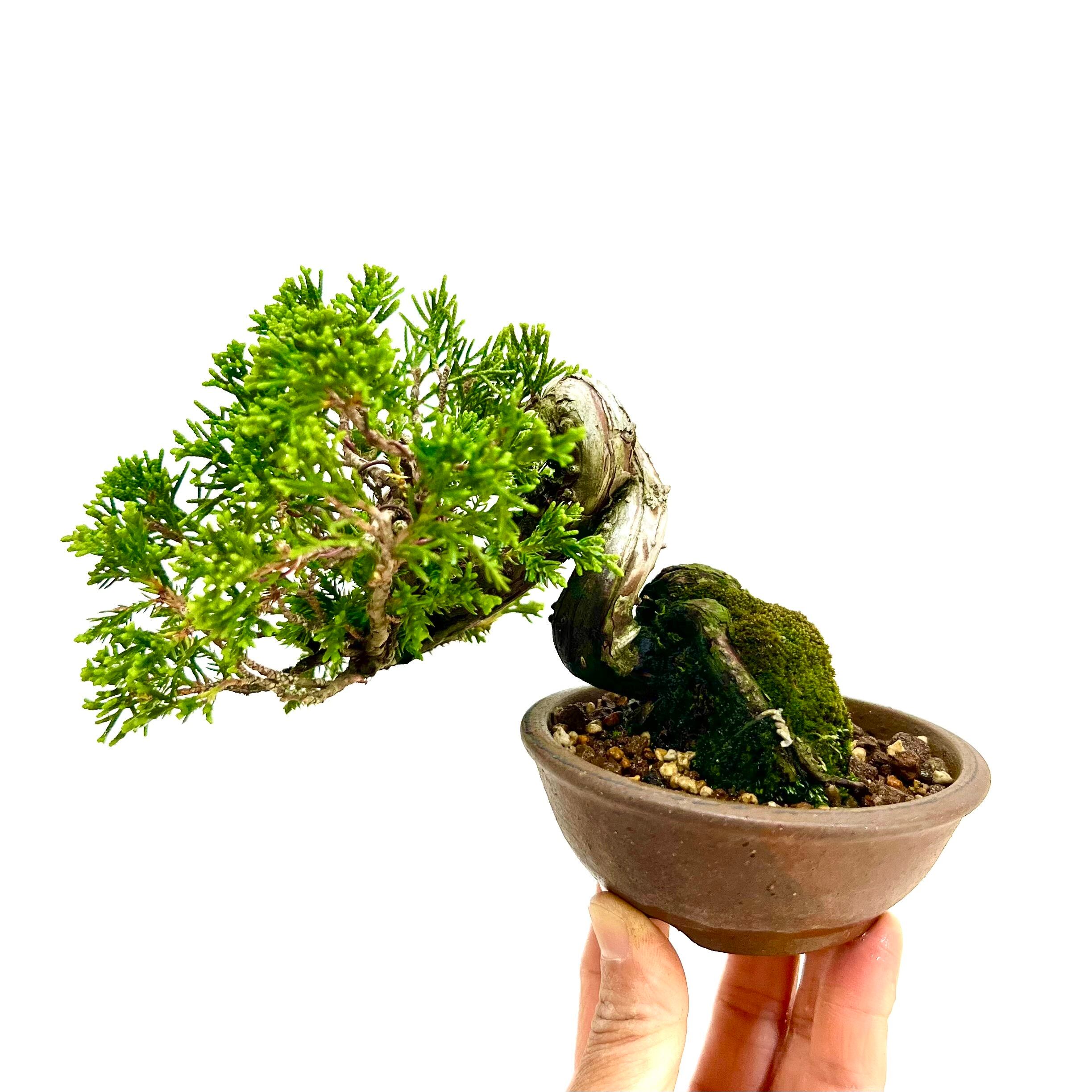 イチョウの寄植え盆栽｜小さな木立を楽しむ一点物｜高さ約30cm
