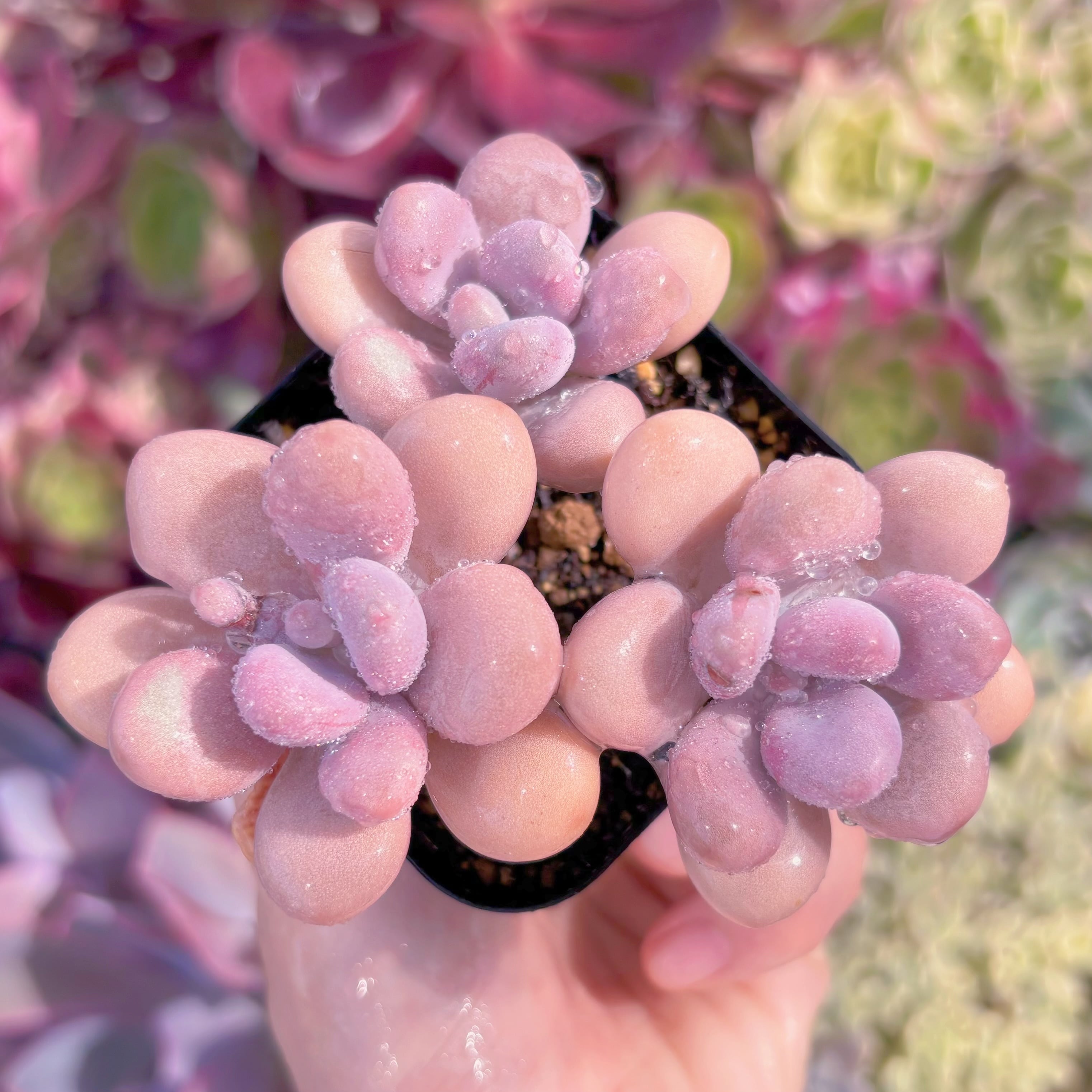 現品　桃卵#844　群生　るる農園