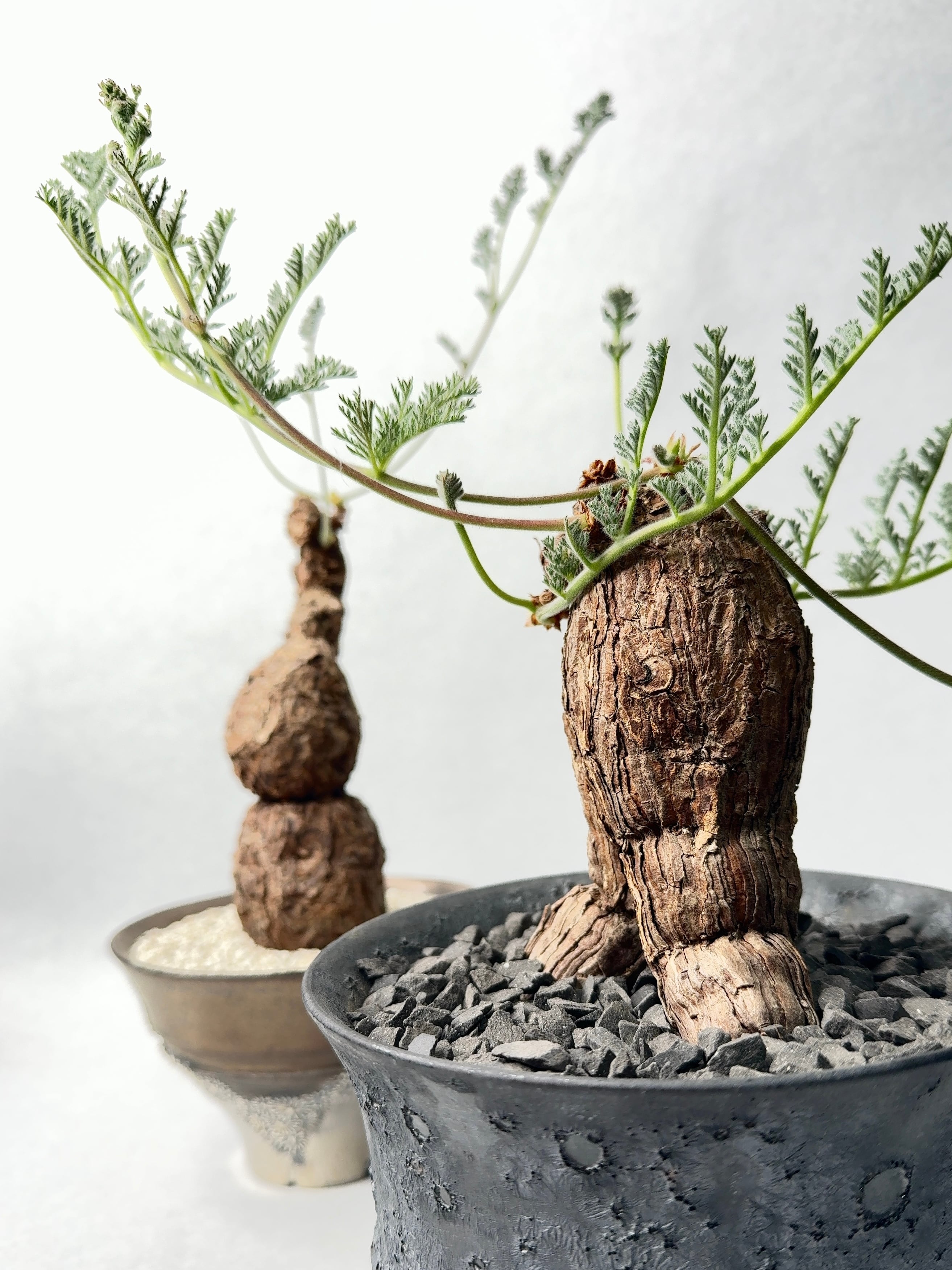 ペラルゴニウム・トリステ | trigger