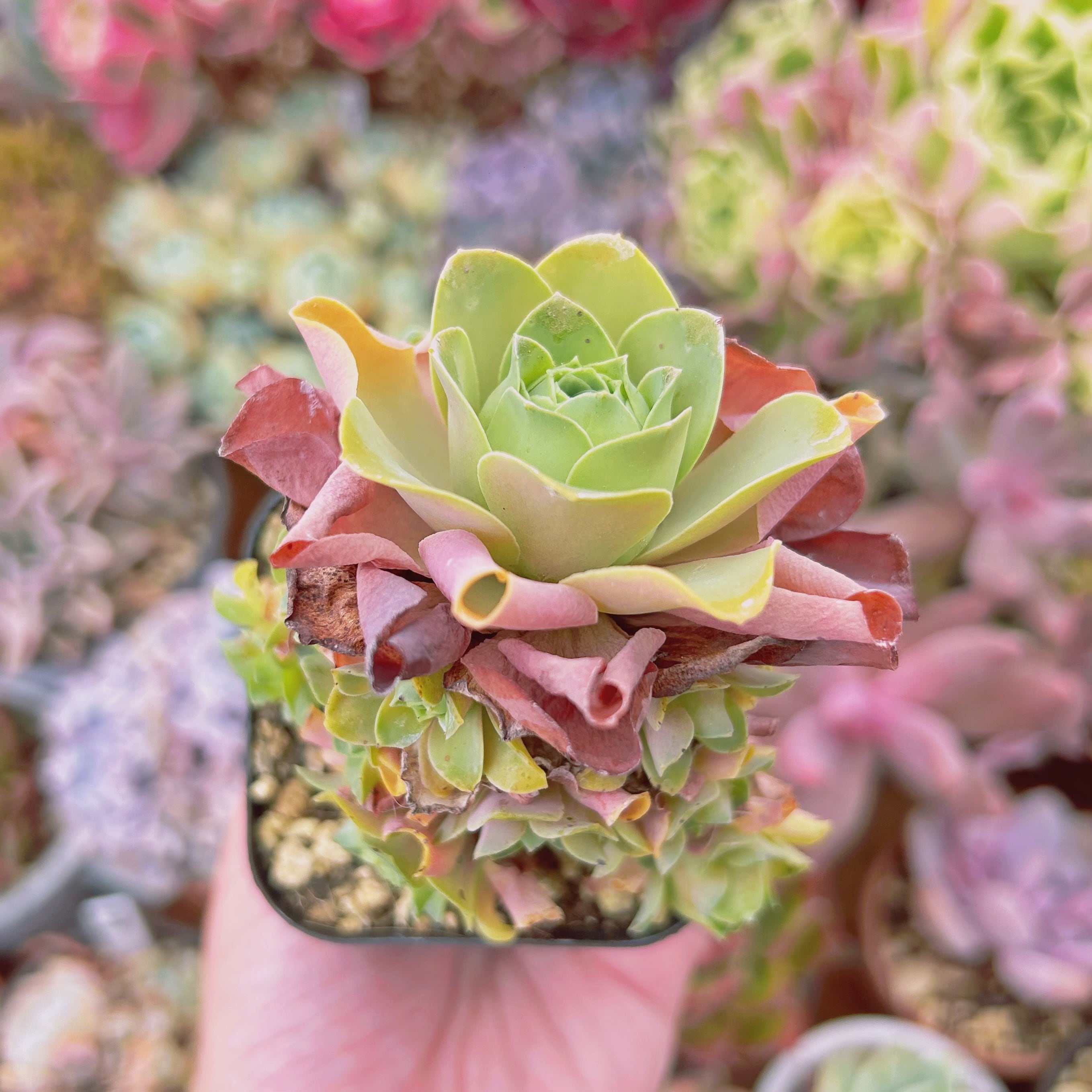 #076現物　多肉植物　グリーノビア　酒神　抜き苗