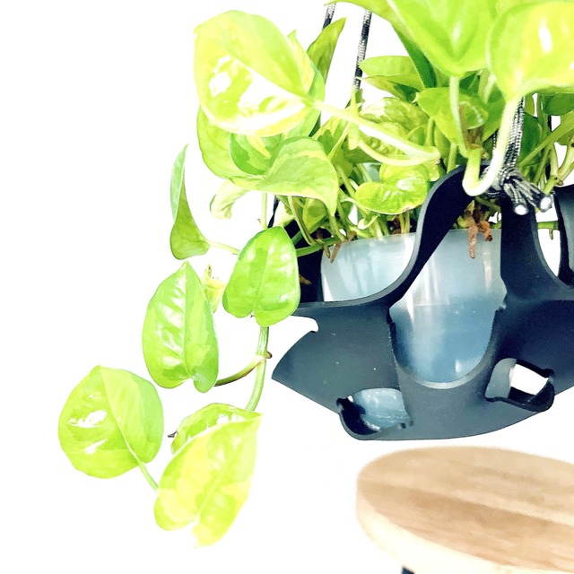 【限定品】ポトス エメラルド ラバーハンギング 登録品種 観葉植物 calm cafe