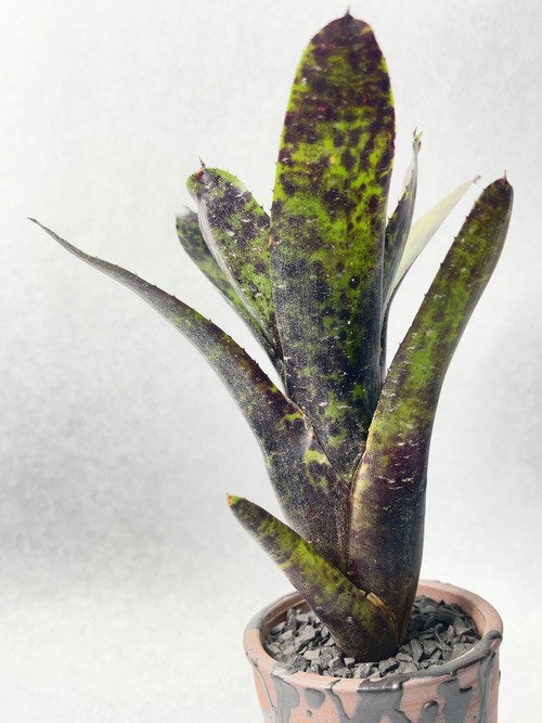 ネオレゲリア・キャビア